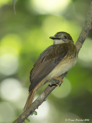 Moucherolle royaleRoyal FlycatcherMG_5486.jpg