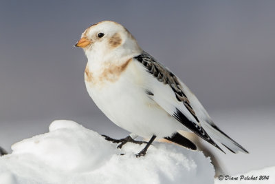 Bruant des neigesSnow buntingMG_2229.jpg