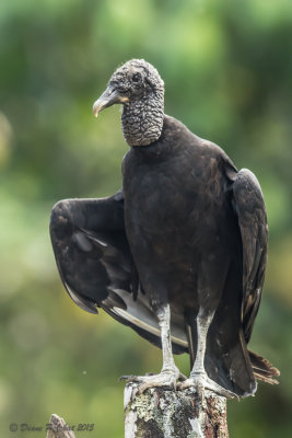Urubu noirBlack VultureMG_0424.jpg