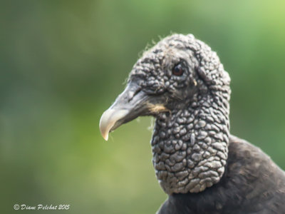 Urubu noirBlack VultureMG_0424-2.jpg
