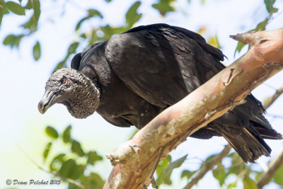 Urubu noirBlack VultureMG_4988.jpg