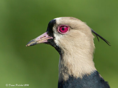 Vanneau téro Southern Lapwing_MG_6605.jpg