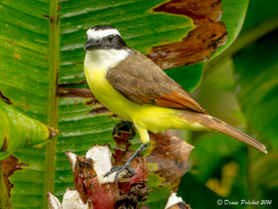 Tyran quiquiviGreat Kiskadee_MG_8543.jpg