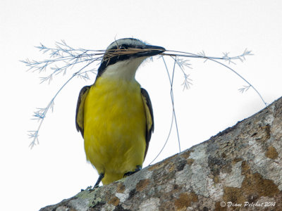 Tyran quiquiviGreat Kiskadee_MG_3626.jpg