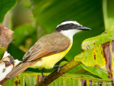 Tyran quiquiviGreat Kiskadee_MG_8509.jpg
