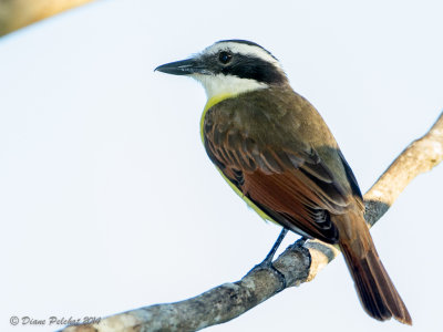 Tyran quiquiviGreat Kiskadee_MG_6980.jpg