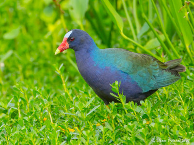 Talève violacéePurple Gallinule_MG_7340.jpg