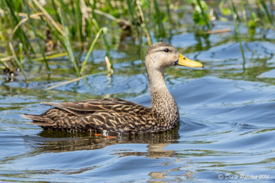 Canard brunMottled Duck_MG_6909.jpg