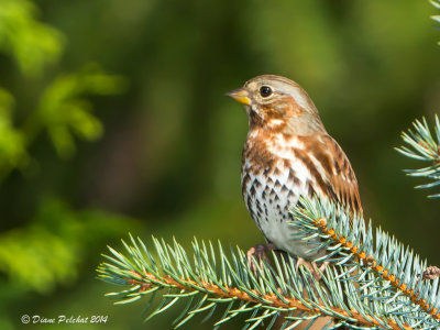 Bruant fauveFox Sparrow_mg_0001-93.jpg