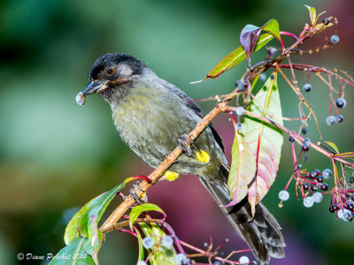 Tohi à cuisses jaunes<br/>Yellow-thighed Finch<br/>_MG_7943.jpg