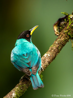 Guit-guit éméraude Green Honeycreeper_MG_9334.jpg