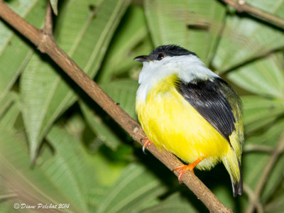 Manakin à col blanc-Collared Manakin_MG_8760.jpg