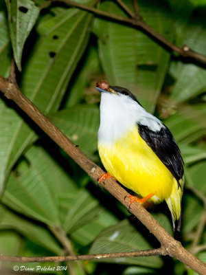 Manakin à col blanc-Collared Manakin_MG_8759.jpg