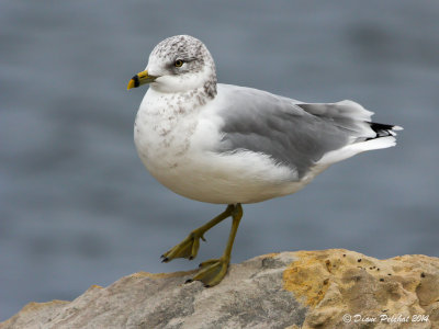 Goéland à bec cercléRing-Billed GullIMG_6713.jpg