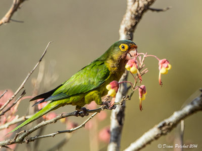 Toui à menton d'orOrange-chinned parakeet_MG_3982.jpg