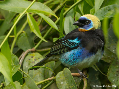 Calliste à coiffe d'orGolden-hooded tanager_MG_8720.jpg