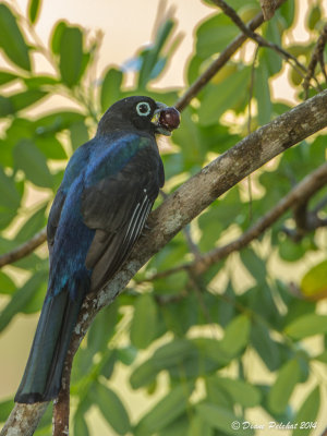 Trogon à tête noirBlack-headed Trogon_MG_3575.jpg