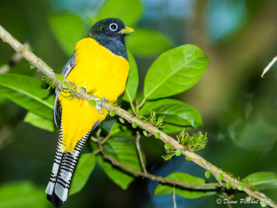 Trogon à gorge noirBlack-throated Trogon_MG_5359.jpg