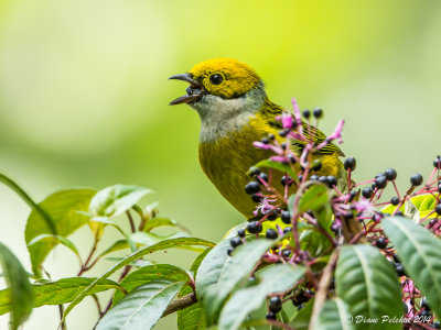 Tangara à gorge argentéSilver-Throated Tanager_MG_7807.jpg
