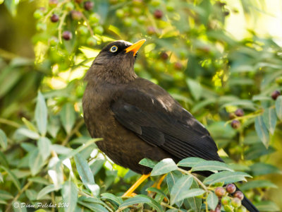 Merle fuligineuxSooty Thrush_MG_8038.jpg