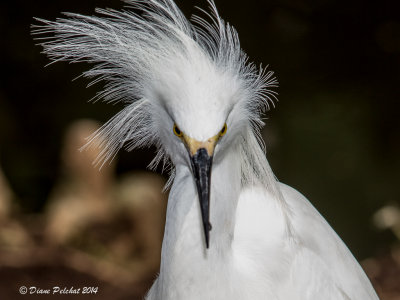 Aigrette neigeuse / Snowy Egret