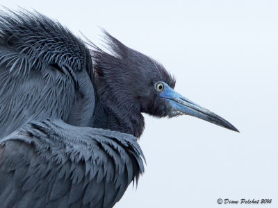 Aigrette bleue /  Little Blue Heron