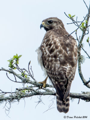 Buse à épaulettesRed-shouldered Hawk_MG_5506.jpg