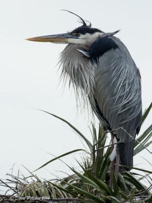 Grand HéronGreat Blue Heron_MG_7913.jpg