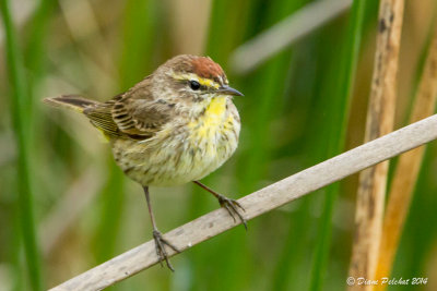 Paruline à couronne roussePalm Warbler_MG_7827.jpg