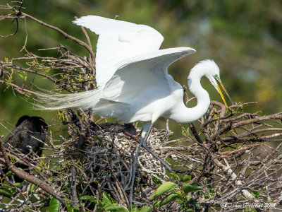 Grande aigrette / Great Egret