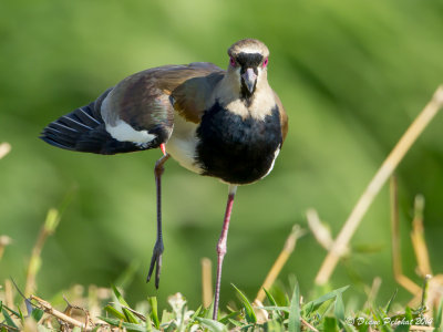 Vanneau téro Southern Lapwing_MG_6645.jpg