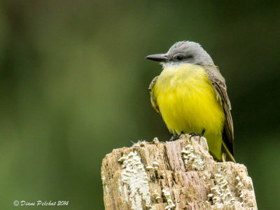 Tyran mélacoliqueTropical Kingbird_MG_8410.jpg
