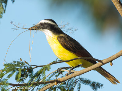 Tyran quiquiviGreat Kiskadee_MG_3637.jpg