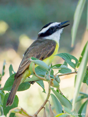 Tyran pitanguaBoat-billed Flycatcher_MG_4369.jpg