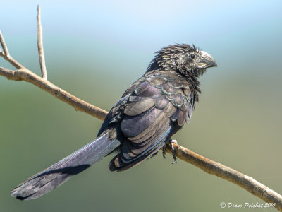 Ani à bec canneléGroove-billed Ani_MG_6434.jpg