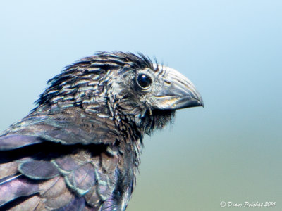 Ani à bec canneléGroove-billed Ani_MG_6437.jpg