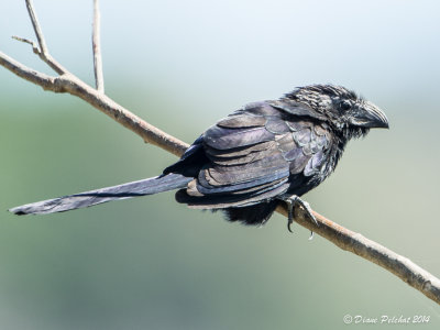Ani à bec canneléGroove-billed Ani_MG_6457.jpg