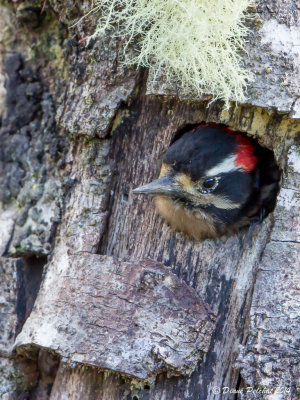 Pic cheveluHairy Woodpecker_MG_8069.jpg