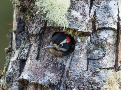 Pic cheveluHairy Woodpecker_MG_8067.jpg