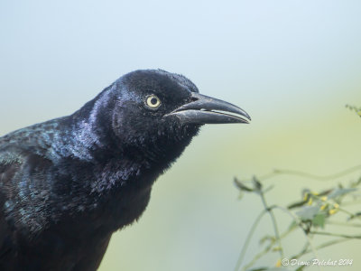 Quiscale bronzéCommon Grackle_MG_3147.jpg