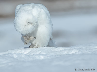 Harfang des neigesSwony Owl1M8A1261.jpg