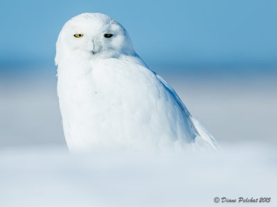 Harfang des neigesSwony Owl1M8A1209.jpg