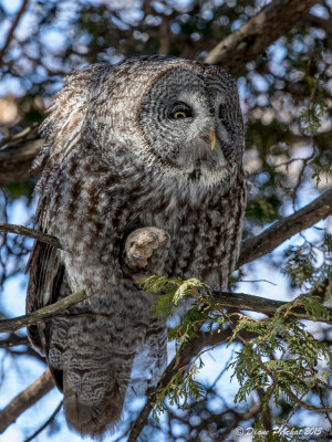 Chouette laponeGreat Gray Owl1M8A1630.jpg