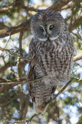 Chouette laponeGreat  Gray Owl1M8A1702.jpg