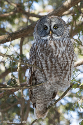 Chouette laponeGreat Gray Owl1M8A1705.jpg