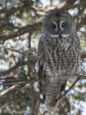 Chouette laponeGreat  Gray Owl1M8A1755.jpg