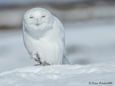 Harfang des neigesSwony Owl1M8A1266.jpg