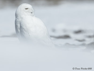 Harfang des neigesSwony Owl1M8A1101.jpg