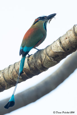 Motmot à sourcils bleusTurquoise-browed Motmot_MG_5141.jpg
