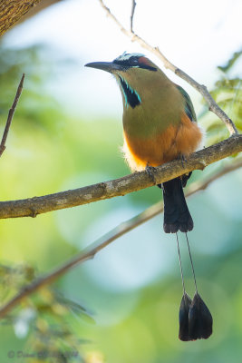 Motmot à sourcils bleusTurquoise-browed Motmot_MG_5120-2.jpg